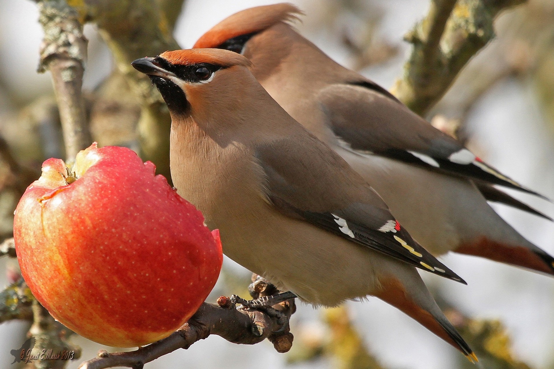 pomme porc branche déjeuner oiseaux