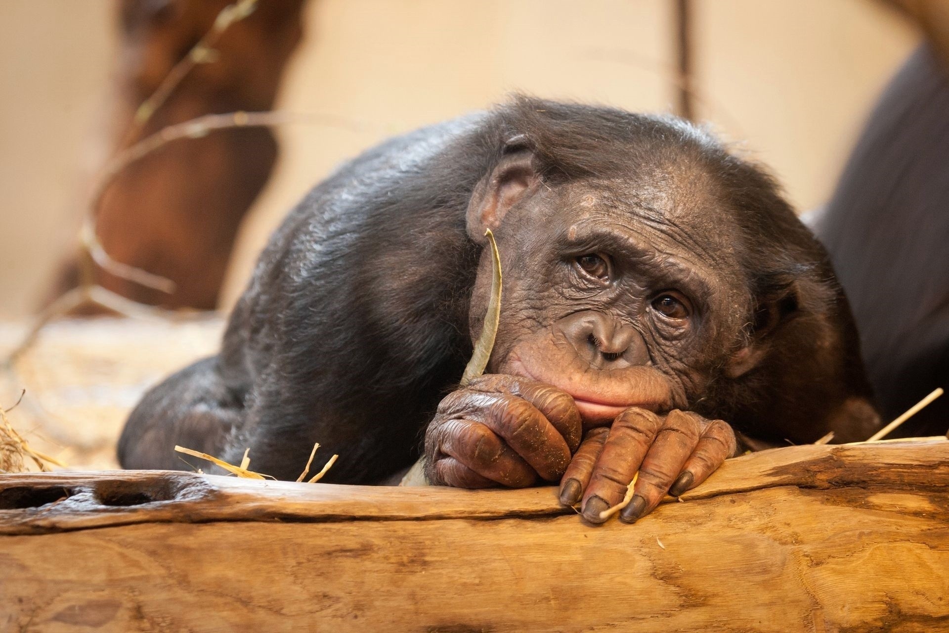 affe tiere bonobos traurigkeit