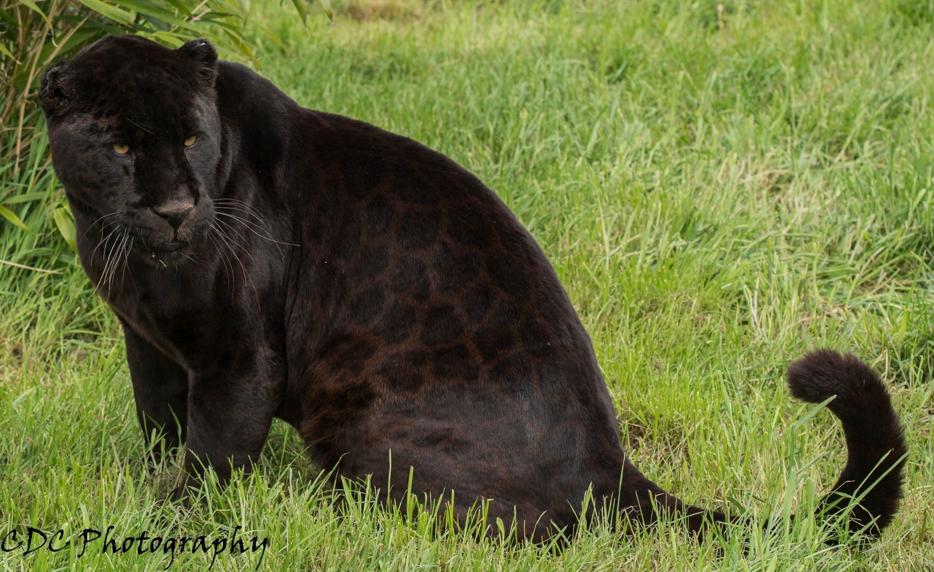 gato salvaje jaguar pantera negro