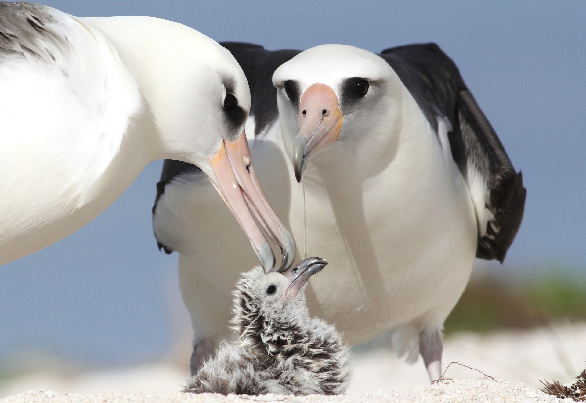 chick parents albatrosses bird