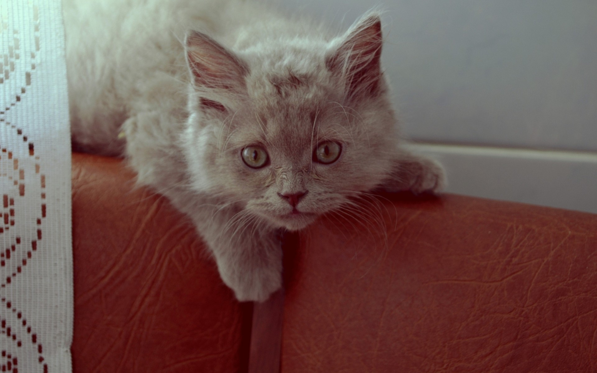 gato sorpresa atención