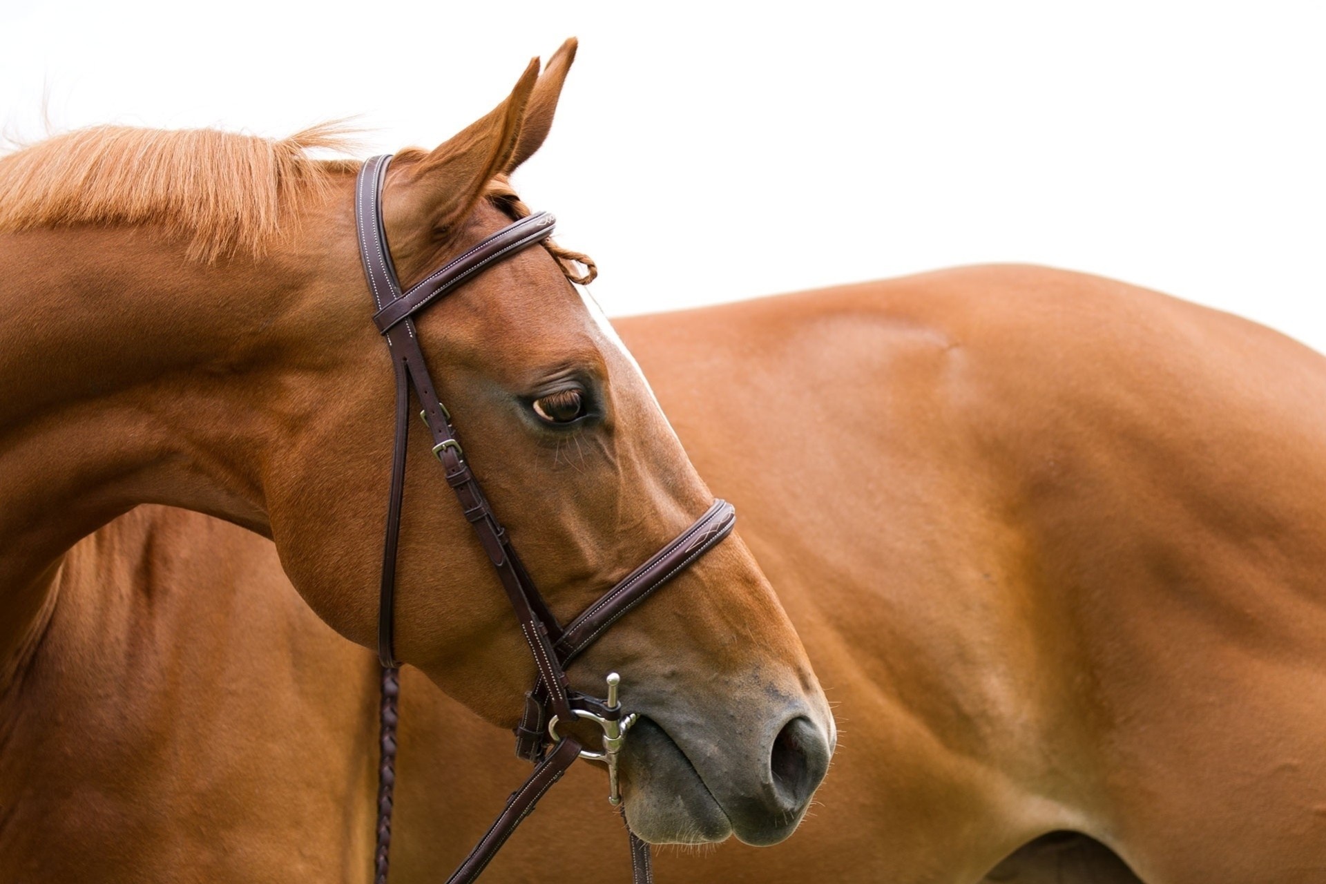 dents tête crinière cheval profil