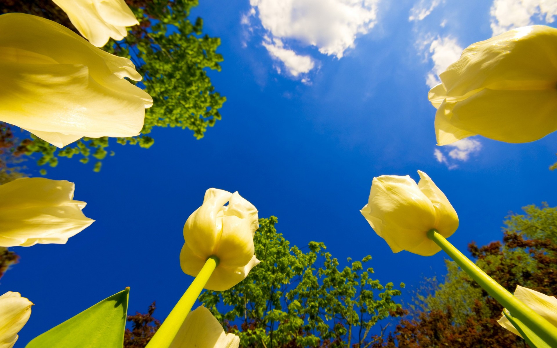 flower sky tree