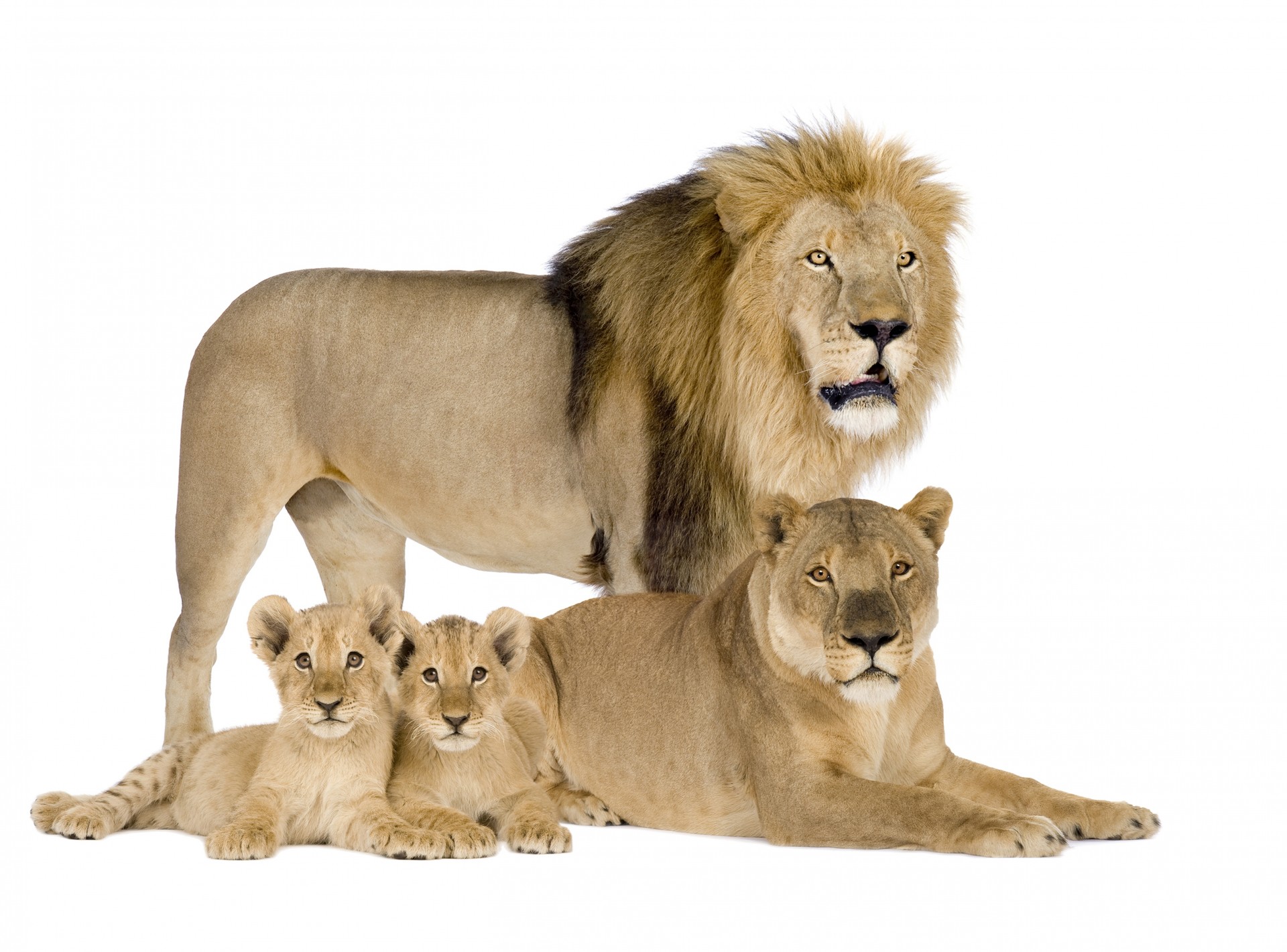 familia leones leona león leones