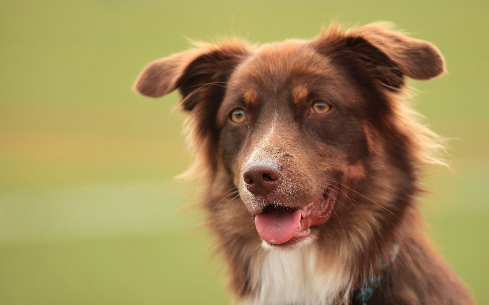 australischer schäferhund hund zähne zunge