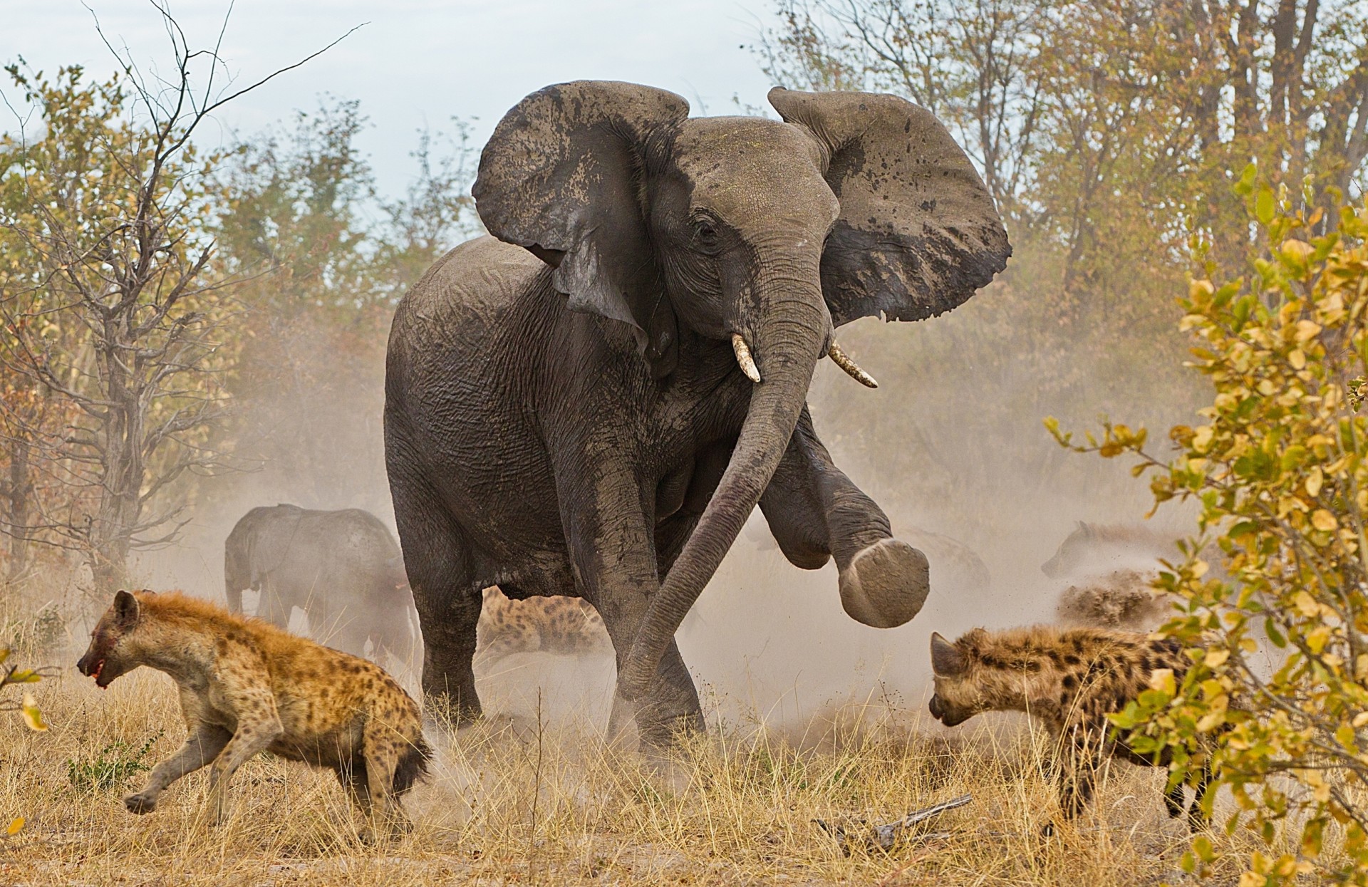 iene botswana elefante