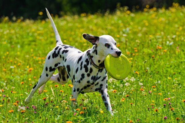 A Dalmatian playing a plate on the field