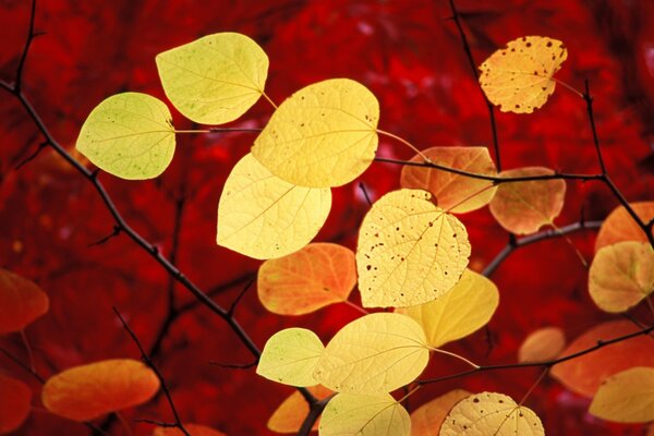 La estética de despedida del otoño : hojas amarillas sobre un fondo carmesí