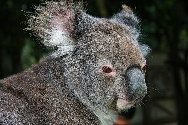 Interessierter Blick des faszinierten Koalas