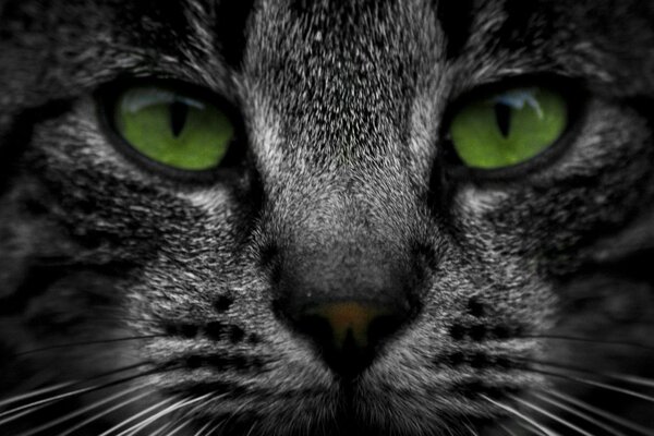 Gato gris oscuro con ojos verdes brillantes