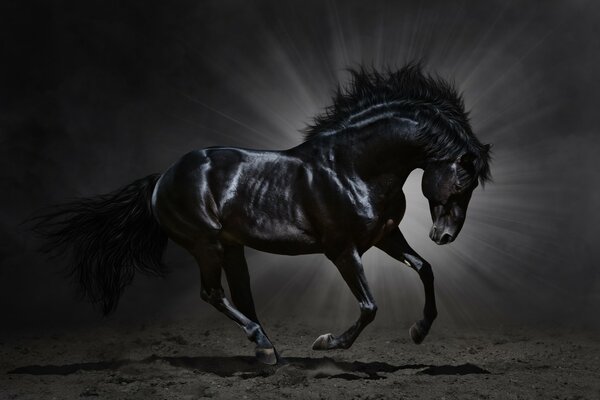 Caballo negro. hermosa melena de animales