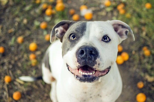 Chien sur un champ parsemé de mandarines