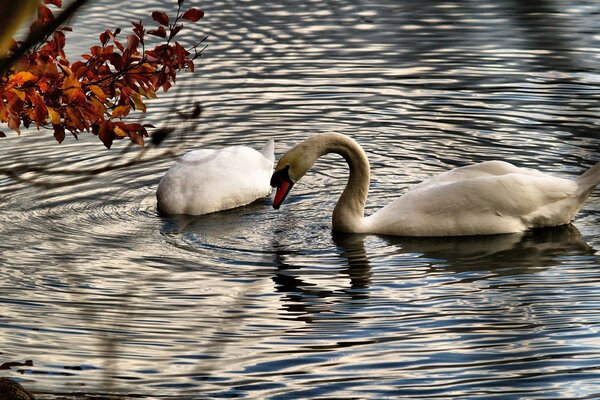 A pair of white swans on an autumn lake