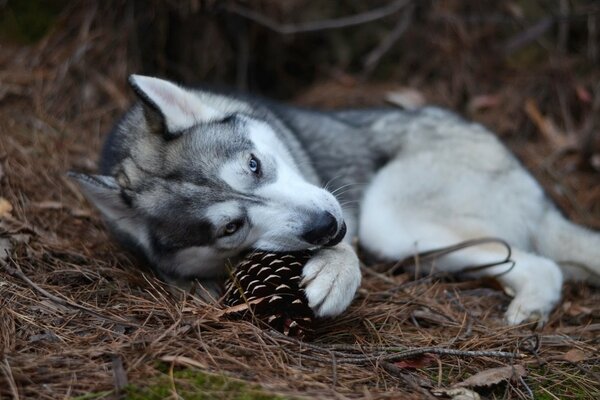 A dog similar to a wolf, against the background of the earth