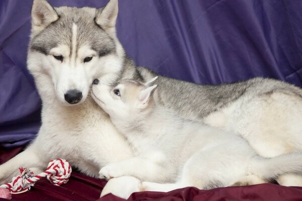 Mother husky with a puppy on a red blanket with toys. tenderness