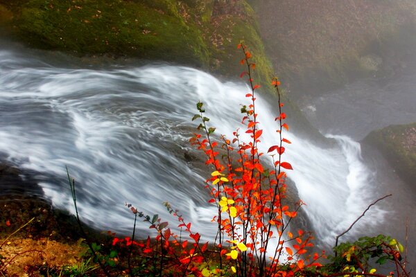 Autumn landscape - a bush flaming with leaves on the background of a waterfall