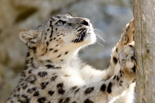 Leopardo blanco se levanta en un árbol