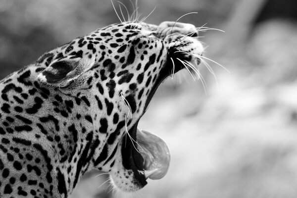 Black and white picture of a yawning jaguar