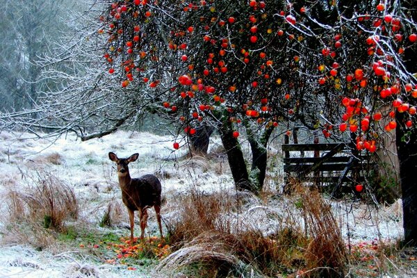 Deer under a tree with red berries