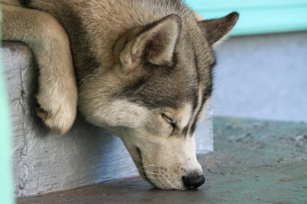 Süße Schnauze eines schlafenden Huskys