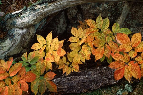 Feuillage d automne de l herbe dans l écorce d arbre