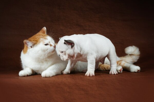 Chiot bouledogue blanc et chat gras