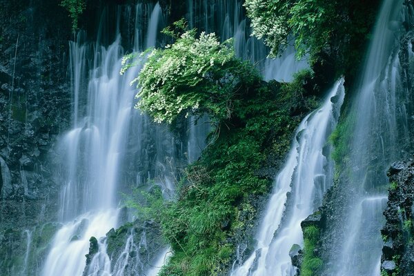 Japan. Foto von Büschen an Wasserfällen