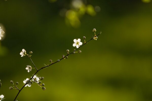 Ramitas de árbol florecientes de primavera