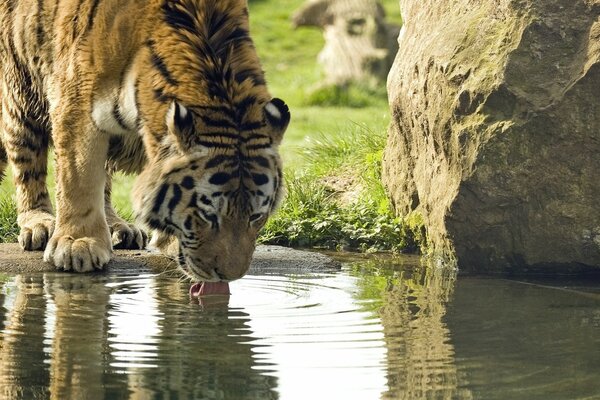 Un tigre bebe agua de un lago