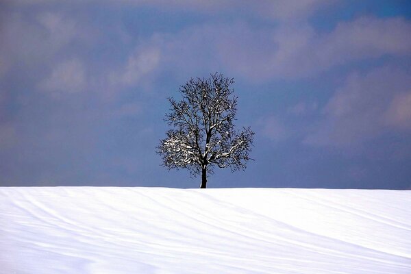 Einsamer Baum im Winter im Schnee