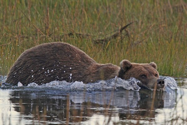 Ein Bär in Alaska holt Nahrung ab