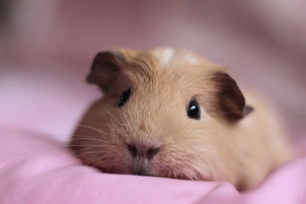 Piccola cavia sdraiata su un plaid