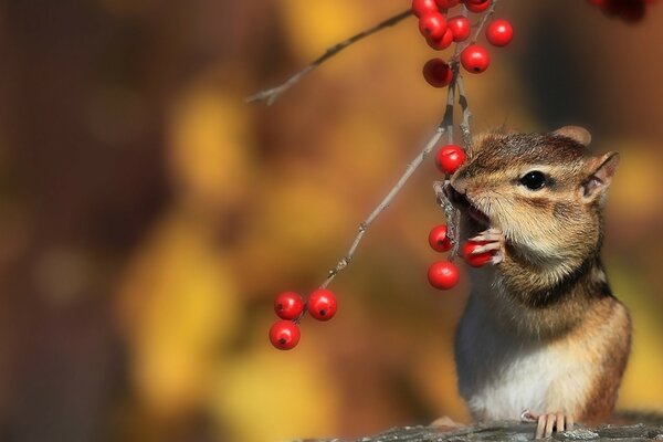 Chipmunk with a rowan berry on a yellow background