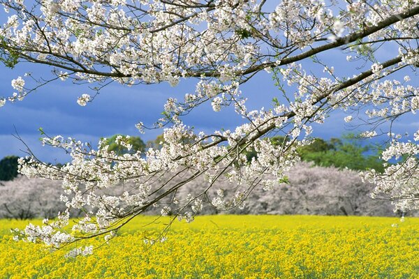 Campos japoneses en primavera-una mirada a través de Sakura