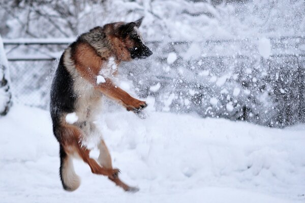 Pastore tedesco che salta nella neve