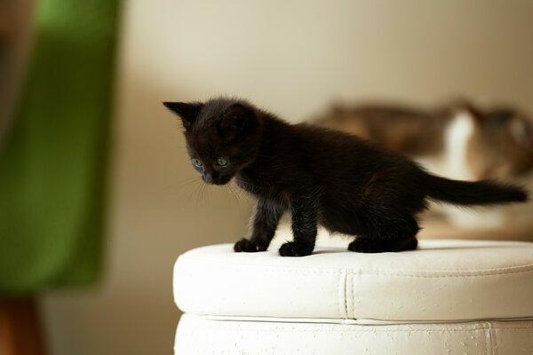 Chaton noir se dresse sur un pouf blanc