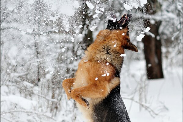 Sprung eines Hundes auf einer Schneedecke