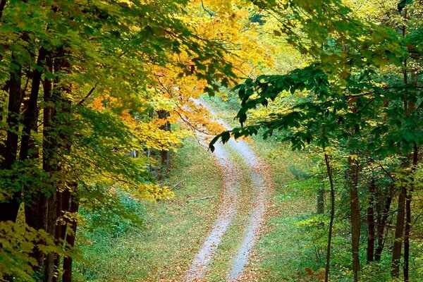 Herbstlaub hat sich über der Waldstraße gebeugt