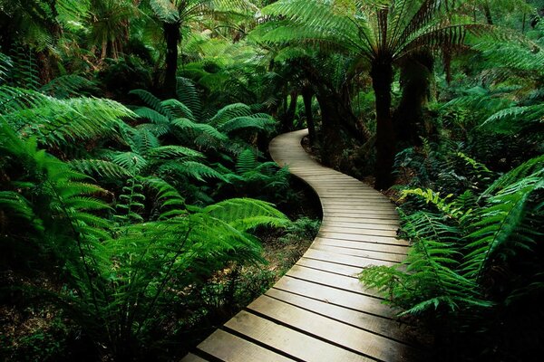 Wooden path with green ferns