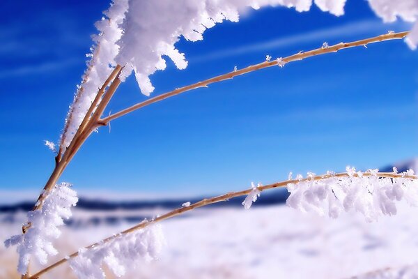 Zweige von Pflanzen im Schnee