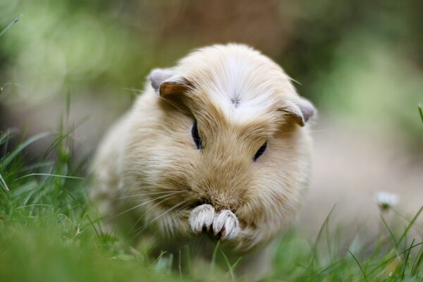 Beige guinea pig on green grass