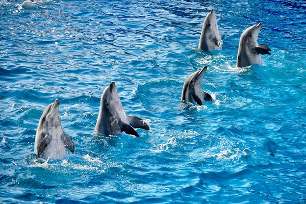 Dauphins debout sur une vague d eau