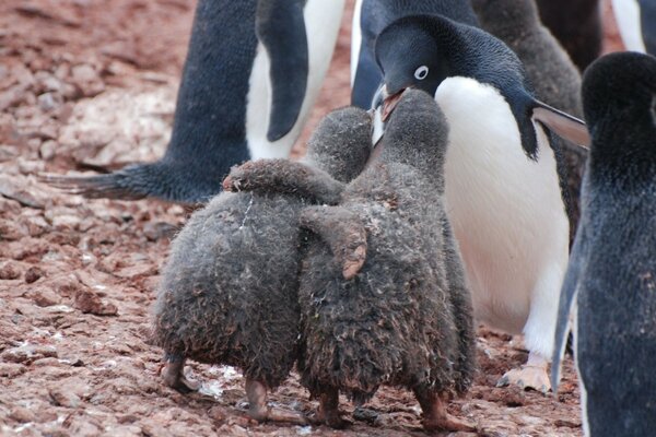 Dos amigos pingüinos en la nieve