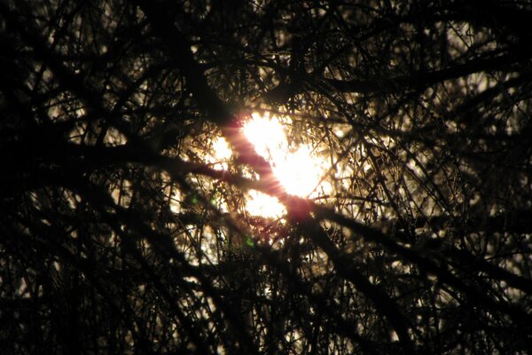 Das Licht der Sonne mitten in den Büschen eines schrecklichen Waldes