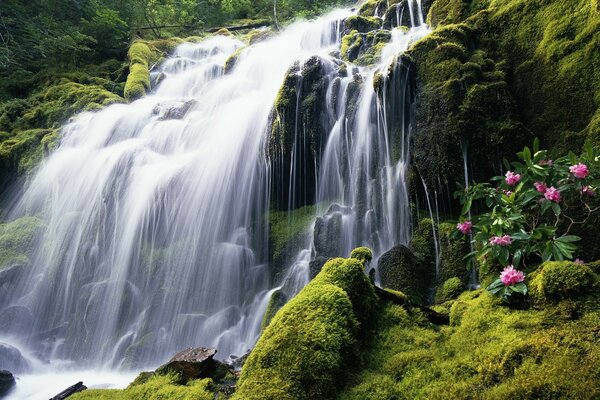 Immagine di pura cascata di montagna