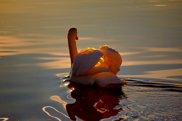 Wellen reflektieren den Schwan im Wasser