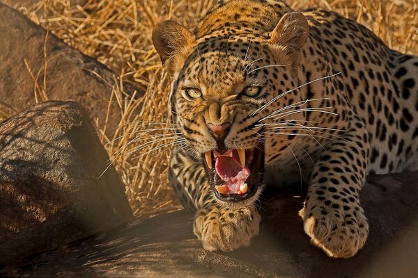 Imagen temible leopardo en la caza