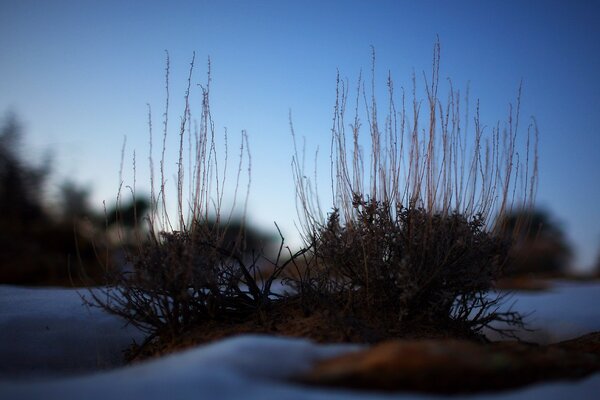 Cespuglio invernale nella neve