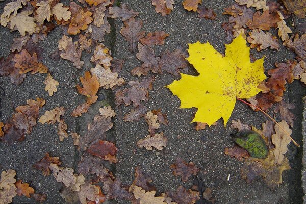 Gelbes Ahornblatt im Herbst auf der Straße