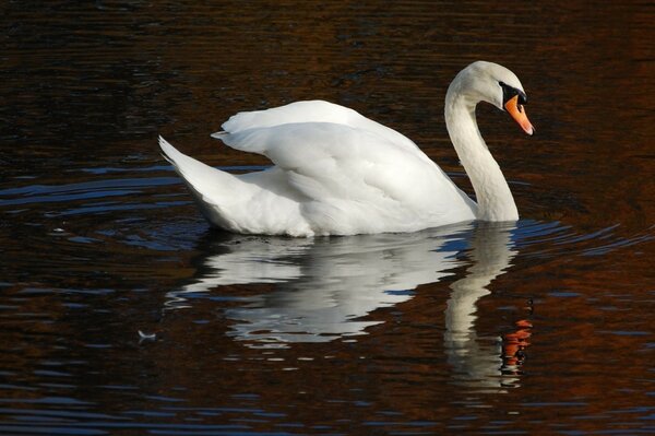 Ein weißer Schwan schwimmt auf dem Wasser